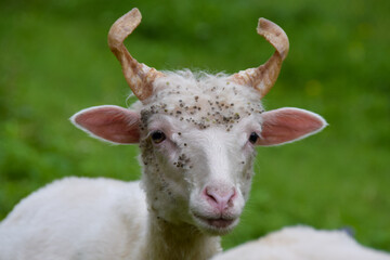 portrait of a goat