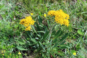 Gelber Speik - Krainer Greiskraut - Jacobaea inata