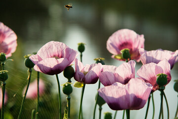 fleurs de pavots au bord de l'eau