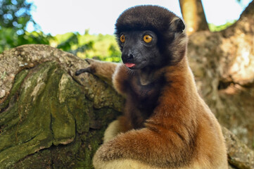 Sifaka lemur (Propithecus verreauxi), Madagascar nature