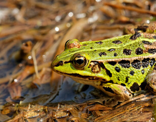 grenouille verte