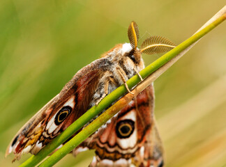 petit paon de nuit ..Saturnia pavonia