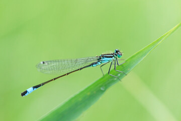 demoiselle agrion..Ischnura elegans
