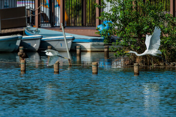 Great egret and Little egret (Ardea alba and Egretta garzetta)