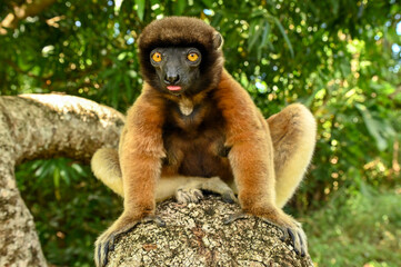 Sifaka lemur (Propithecus verreauxi), Madagascar nature