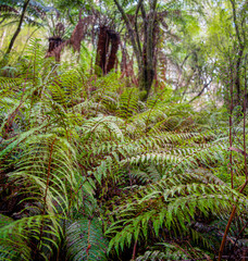 Great Otway National Park, Australia