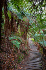 Great Otway National Park, Australia