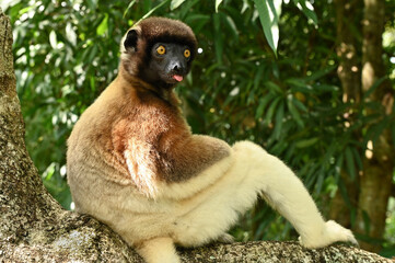 Sifaka lemur (Propithecus verreauxi), Madagascar nature