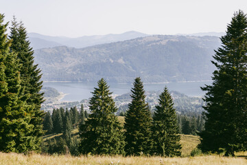 pine forest in the mountains