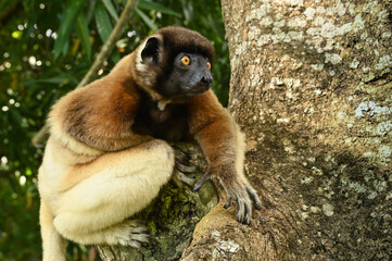 Sifaka lemur (Propithecus verreauxi), Madagascar nature