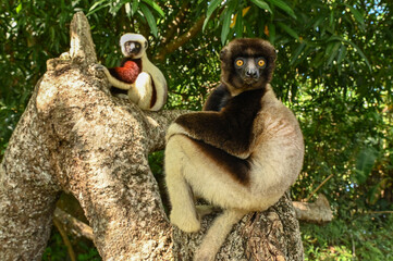 Sifaka lemur (Propithecus verreauxi), Madagascar nature