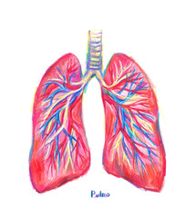 Human lungs illustration