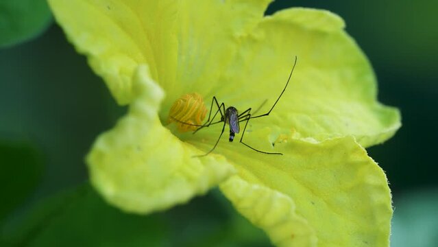 花の蜜を吸う4K動画(蚊のオスは、花や果実の蜜を吸う)