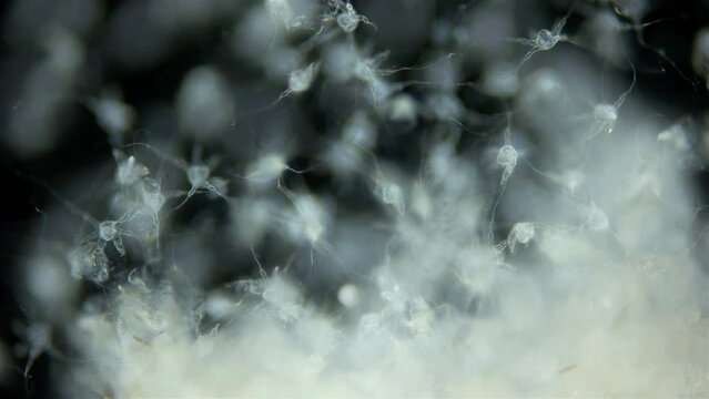 Larvae of sea spider Phoxichilidium femoratum under microscope, order Pantopoda. Protonymphon stage. After hatching, they parasitize Anthoathecata. White sea