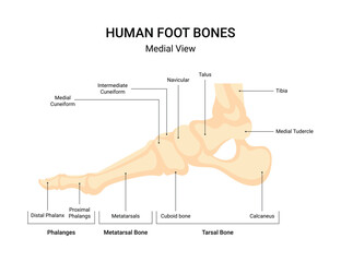 Human leg bone system infographic - obrazy, fototapety, plakaty
