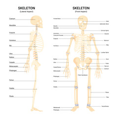 Front and side view human skeletal system vector infographic 