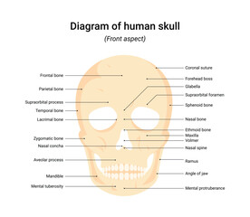 Front aspect human skull infographic