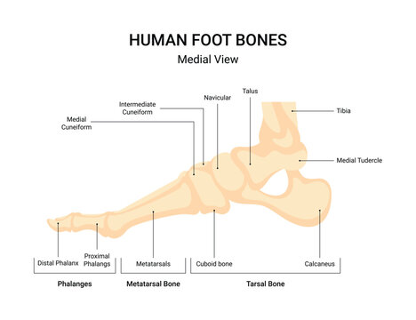 Human leg bone system infographic