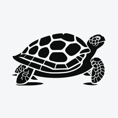 turtle illustration