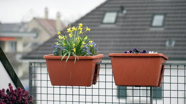 Rainy season, close-up of two pots of flower plants at apartment balcony with pouring rain in background