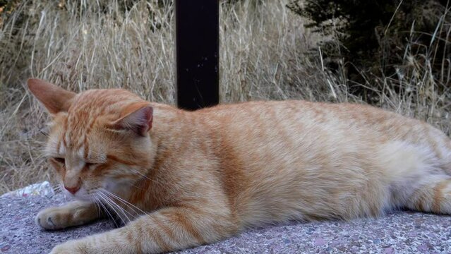 red street cat , homeless , thoroughbred , Persian , Scottish , Abyssinian , Somali , Oriental ,
Kurilian bobtail,
Maine Coon ,
american curl,
Napoleon,
british,
Siberian,
Turkish van, striped;
spotte