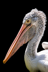 A pelican head from side view - 639258418