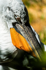 A pelican head, detail - 639258423