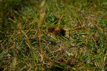 Animal caterpillar on hunt for blueberry