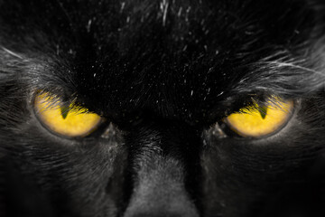 Beautiful black cat face with amber eyes close up - 639260064