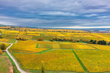 Fototapeta premium Bird's-eye view of autumnally colored vineyards in the Rheingau near Oestrich-Winkel/Germany