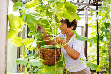 Senior happy woman gardener picking organic vegetables in greenhouse. Basket with organic green...