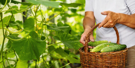 Close-up of woman harvesting vegetables in greenhouse. Basket with organic green cucumbers. Harvest, agricultural, farming concept.