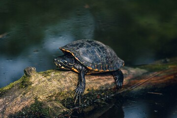 Żółw w jeziorze na drewnianym pniu | Turtle in the lake on a wooden stump - obrazy, fototapety, plakaty