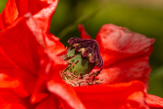 Closeup of red poppy flower bud blooming in the garden.