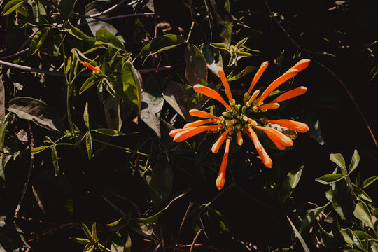 pyrostegia venusta flower in nature