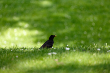 Blackbird on grass field in park