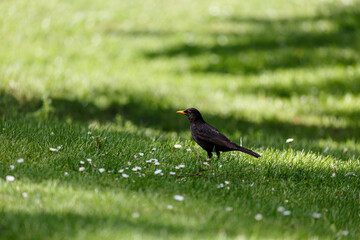 Blackbird on grass field in park