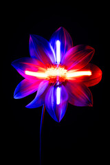 A flower on a black background 