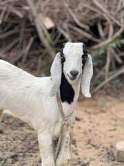 Fototapeta premium goat in the farm