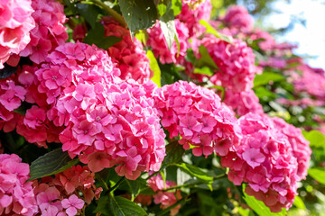 Vivid pink hydrangea flower bush in warm evening light, floral postcard
