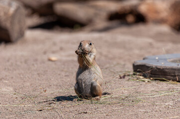 Junger Präriehund isst