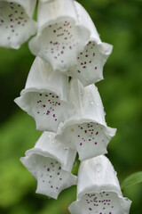 White Foxglove Flowers Blooming and Flowering in a Garden