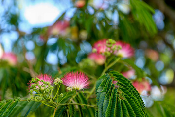 Tropical Albizia flower tree background on a sunny day 