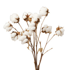 Cotton branches dried flower isolated on transparent background. Generative AI