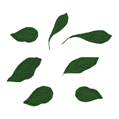 Dark Green Leaves Vector Illustration