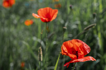 Red poppies in poppy field - desaturated background. Close up view. Rich poppies on the Ukrainian field during the war