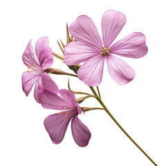 Phlox dried flower isolated on transparent background. Generative AI