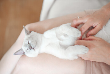 a light beige Abyssinian kitten lies on the owner's lap. Portrait of a cat	
