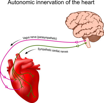 Heart innervation. Autonomic nervous system
