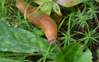 Close Up of a Land Snail on the Wet Ground
